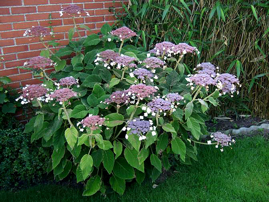 Lådden hortensia