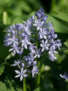 Hyacinthoides italica