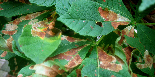 Kastanjeminermøl er skyld i de brune bladepletter.