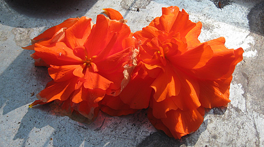 Begonia × tuberhybrida