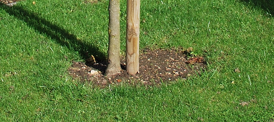 Kugleahorn plantning