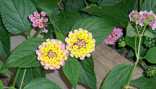 Lantana camara