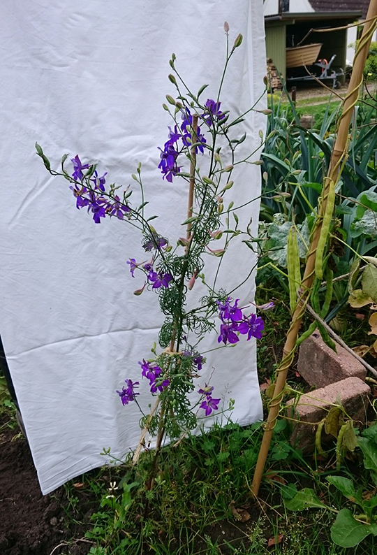 - Hvad hedder Kirstines plante med de blå blomster