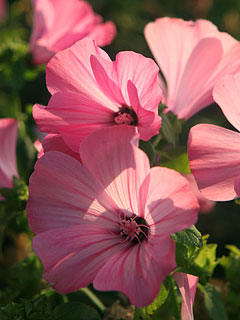 sommerblomsten mamelukærme