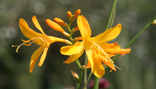 Montbretia