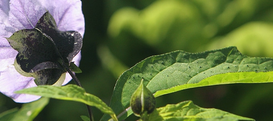 Nicandra physalodes