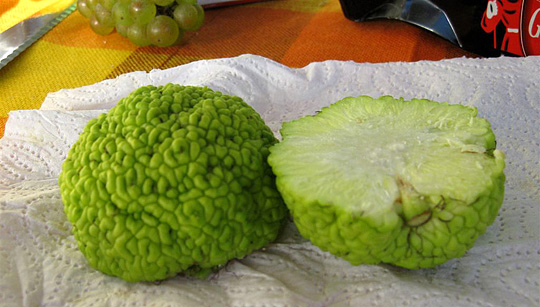 Maclura pomifera, osagetorn