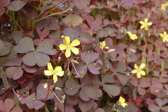 Oxalis corniculata