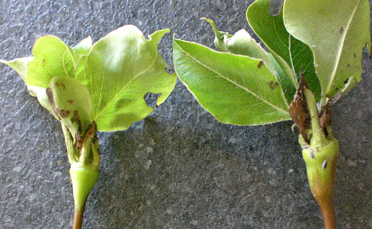 Deform pære med bladvækst