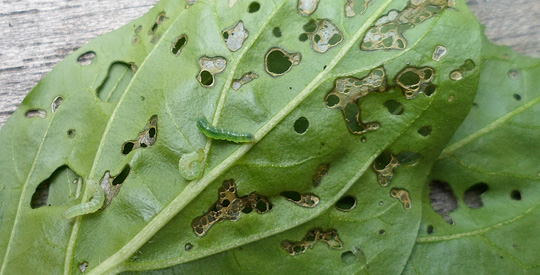 - gør jeg ved grønne larver på peberplantens blade?