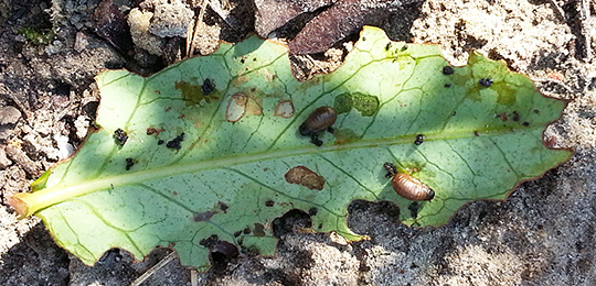 Perkonbladbille larve