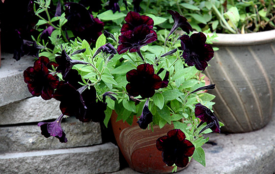 black cherry petunia sort