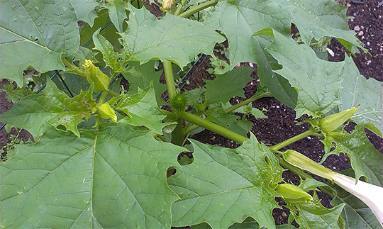 Pigæble, Datura stramonium