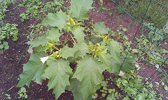 Pigæble, Datura stramonium