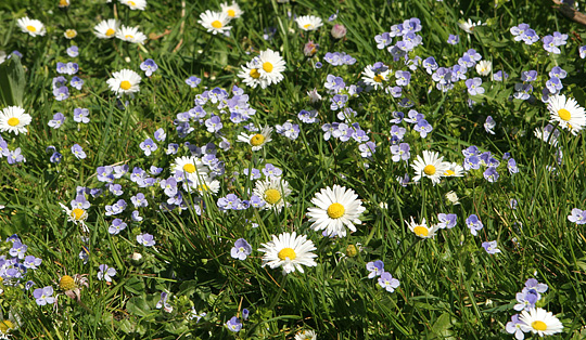 græsplæne med bellis og ærenpris