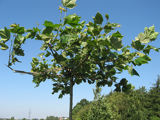 Parasol plantantræ