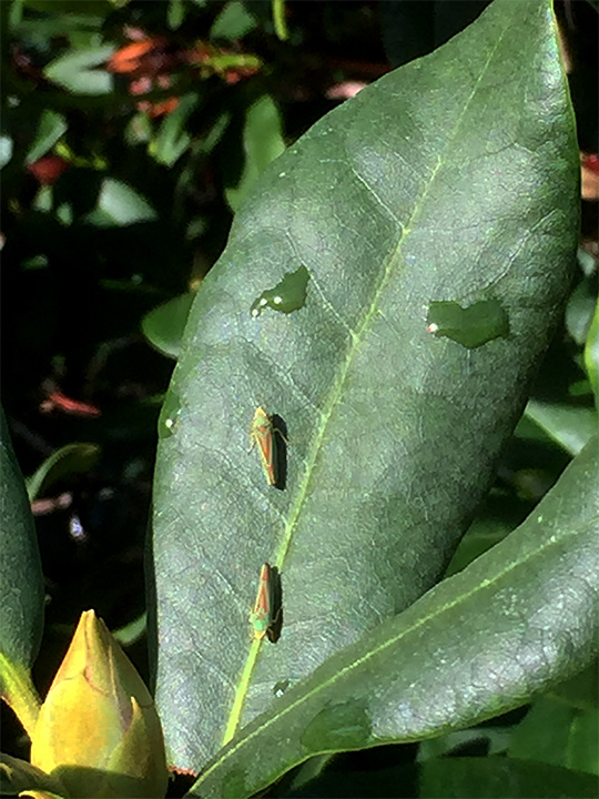 rhododendron cikade