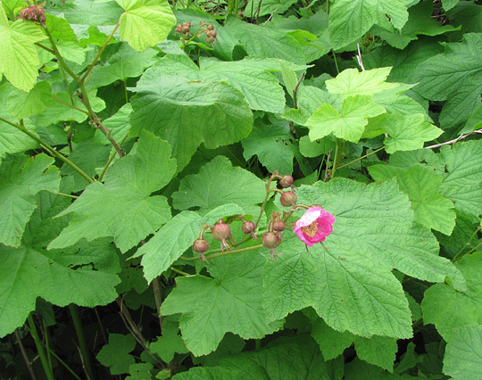 Rubus odoratus