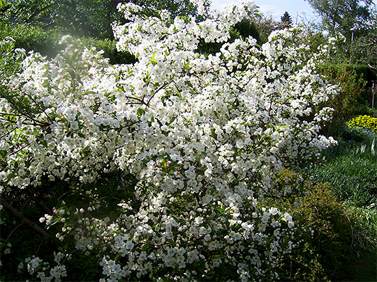 sargentæble i blomst