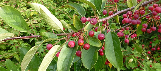 sargentæble med bær