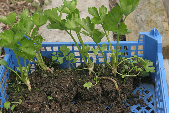 Udplantningsplanter af knoldselleri