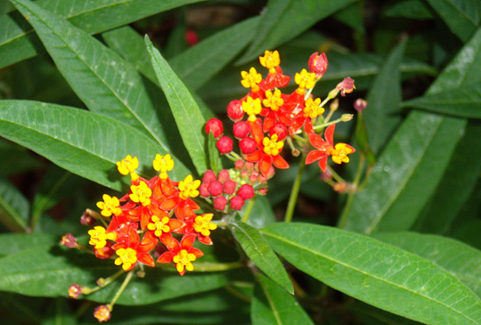 Asclepias