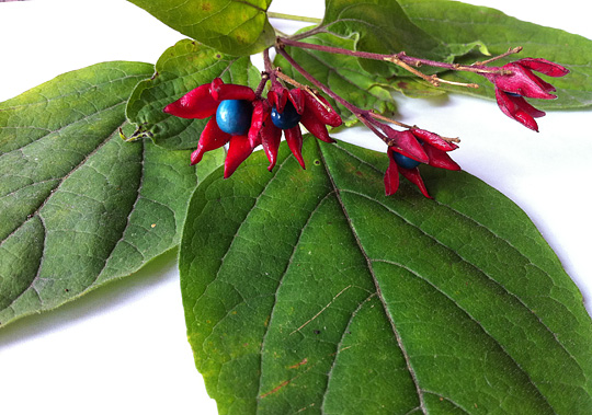 Clerodendron trichotomum