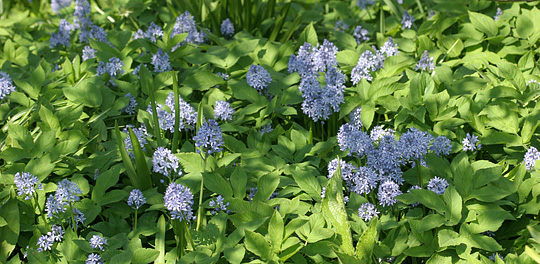 Hyacinthoides italica