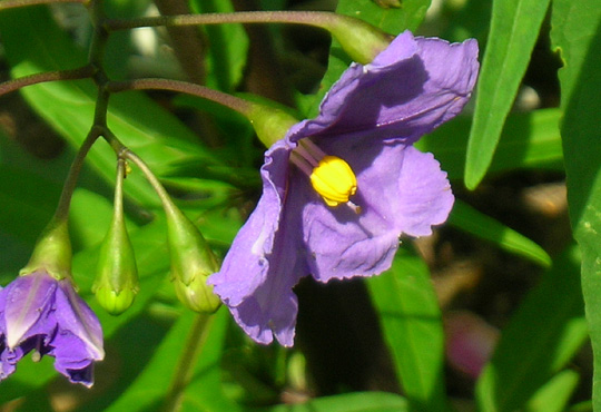 Solanum aviculare – blomst og frugt