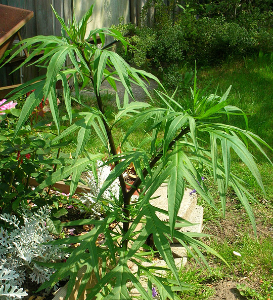 Solanum aviculare – plante