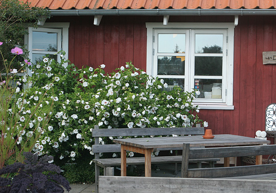 Hibiscus i Den Økologiske Have