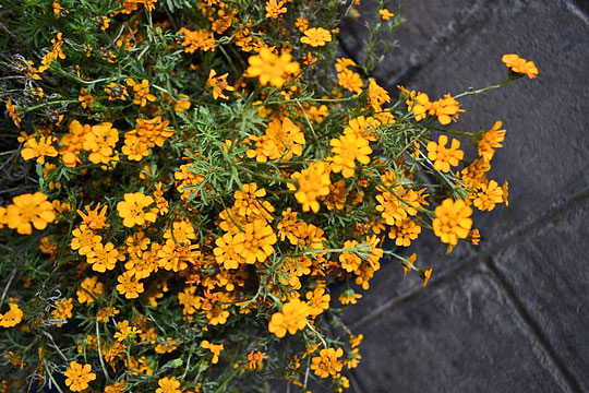 Tagetes