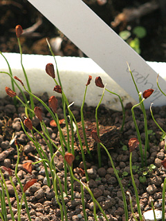 Kimplanter af tulipan