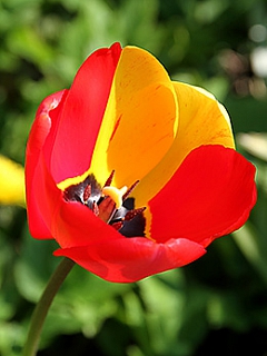 Tofarvet tulipan