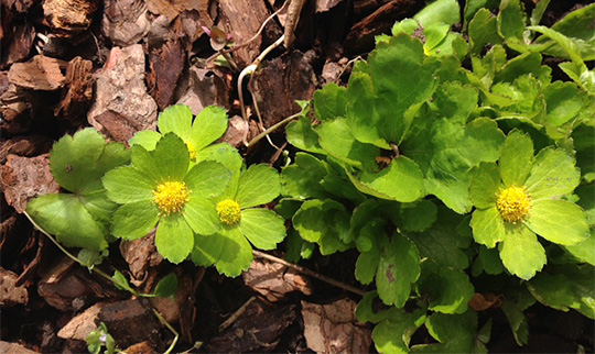 vårskærm Hacquetia epipactis