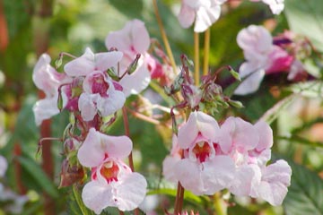 Springbalsamin