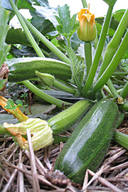 Der er stadig små fine squash i haven.