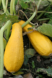 squash