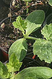 Man kan stadig nå at forkultivere squashplanter