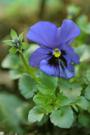 Stedmoderblomst