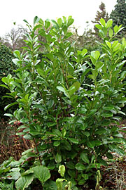 Stedsegrøn busk