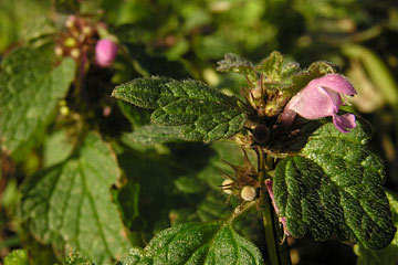 Lamium purpureum