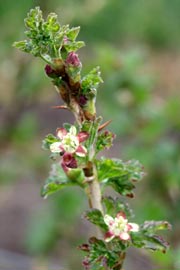 Stikkelsbærblomster