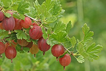 De fleste stikkelbærsorter har en hængende vækst.