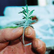 Stiklinger af lavendel