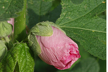 Stokrose