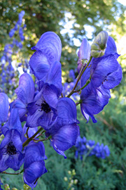 Stormhat, Aconitum napellus, er havens giftigste plante