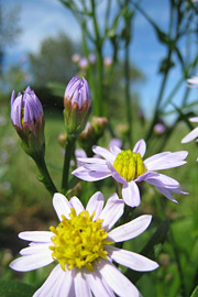 Strandasters, Aster tripolium, vokser naturligt på mange strandenge i Danmark.