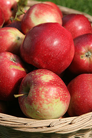 Dejlige røde summerred æbler.
