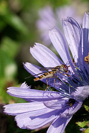 cikorie-blomst.